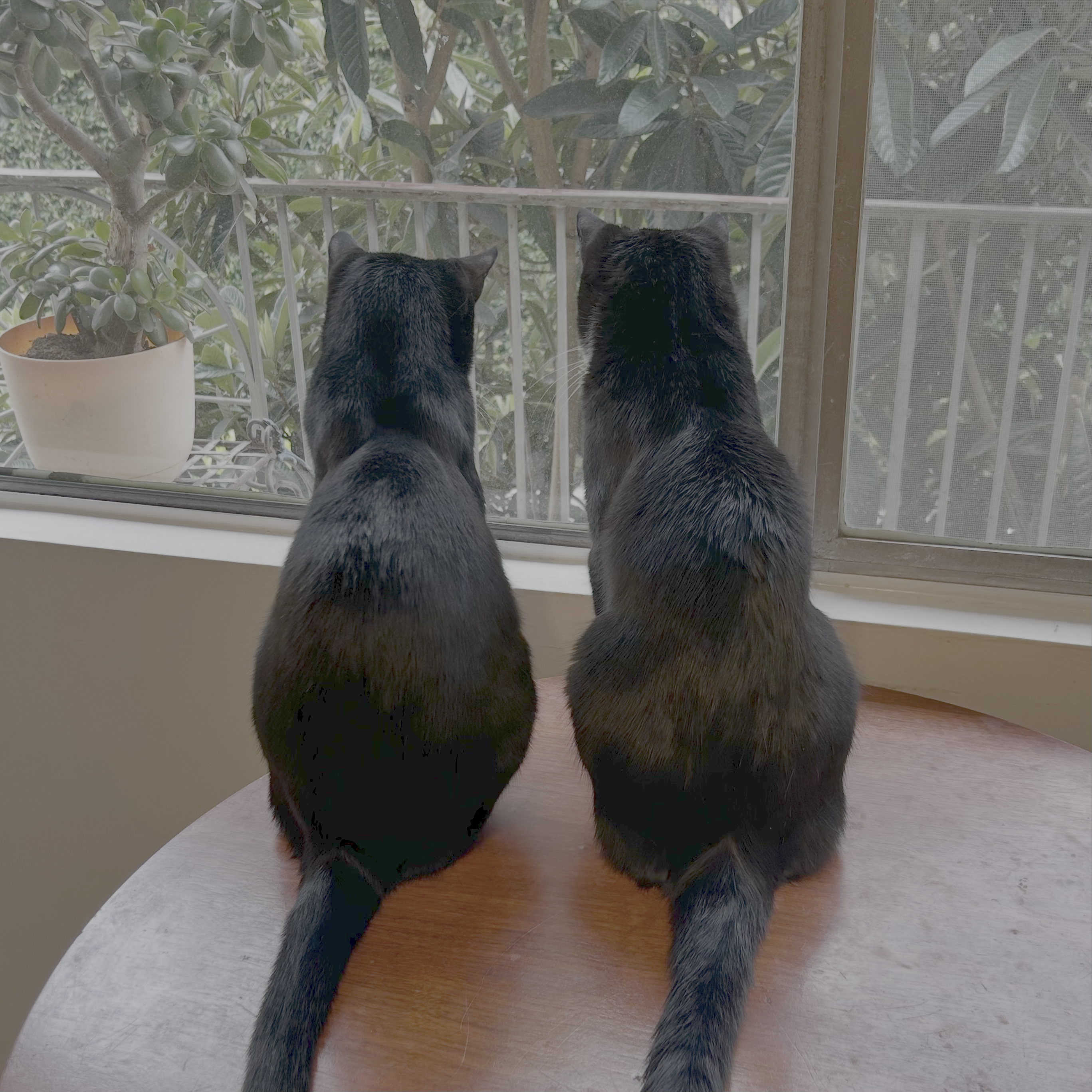 member portrait